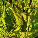 Babiana angustifolia Leaf