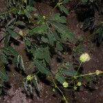 Zapoteca formosa Hábito