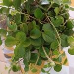 Peperomia rotundifolia Hoja