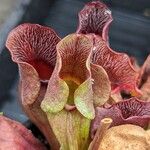 Sarracenia purpurea Lapas