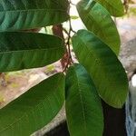 Annona reticulata Hoja
