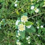 Lantana canescens Кветка