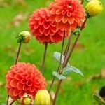 Dahlia pinnata Feuille