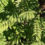 Sorbaria sorbifolia Likasa
