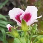 Pelargonium grandiflorum Flor