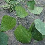Psophocarpus scandens पत्ता