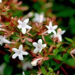 Abelia × grandifloraŽiedas