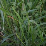 Paspalum paniculatum موطن