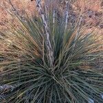 Yucca glauca Leaf