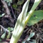 Pelexia bonariensis List
