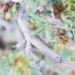 Gymnocarpos decander Hoja