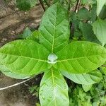 Calotropis gigantea Hoja