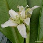 Baloghia inophylla Flower