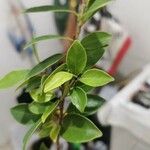 Ficus microcarpaBlad