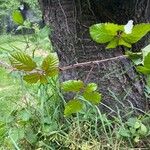 Rubus discolor برگ