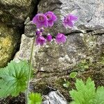 Primula matthioli Květ