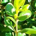 Myrceugenia exsucca Hoja
