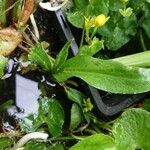 Ranunculus ophioglossifolius ഇല