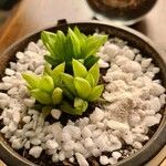 Haworthia cymbiformisFolha