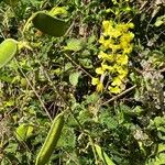 Biancaea decapetala Flower