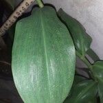 Costus spiralis Leaf