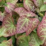 Epimedium pinnatum Leaf