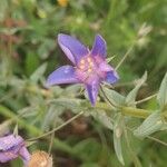 Lysimachia foeminaFlower