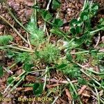 Trifolium suffocatum Libunga