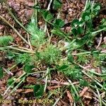 Trifolium suffocatum Celota