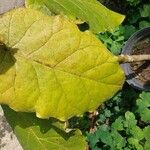 Solanum abutiloides Leaf