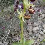 Ophrys × arachnitiformis Habitus