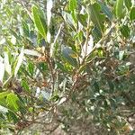 Phillyrea latifolia Fulla