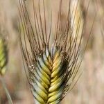 Triticum monococcum Owoc