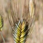 Triticum monococcum Φρούτο