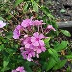 Phlox maculata Flor