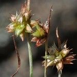 Juncus capitatus Fruto