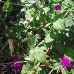 Gomphrena globosa Feuille