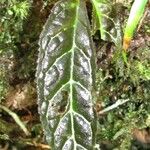 Drymonia macrantha Leaf