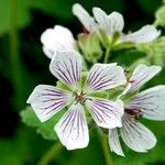 Geranium renardii Habit