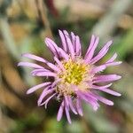 Erigeron acris പുഷ്പം