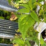 Ageratina altissima Folha