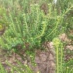 Phylica ericoides Hoja