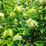 Viburnum lentago ശീലം