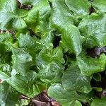 Arum cylindraceum Blad