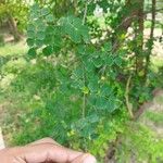 Haematoxylum campechianum Blatt