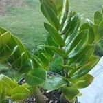 Zamioculcas zamiifolia (Lodd.) Engl.Blad