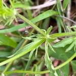 Viola arvensis Leaf