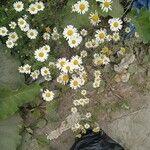 Anthemis cotula পাতা