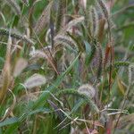 Setaria viridis 花