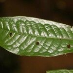 Iryanthera hostmannii Folha